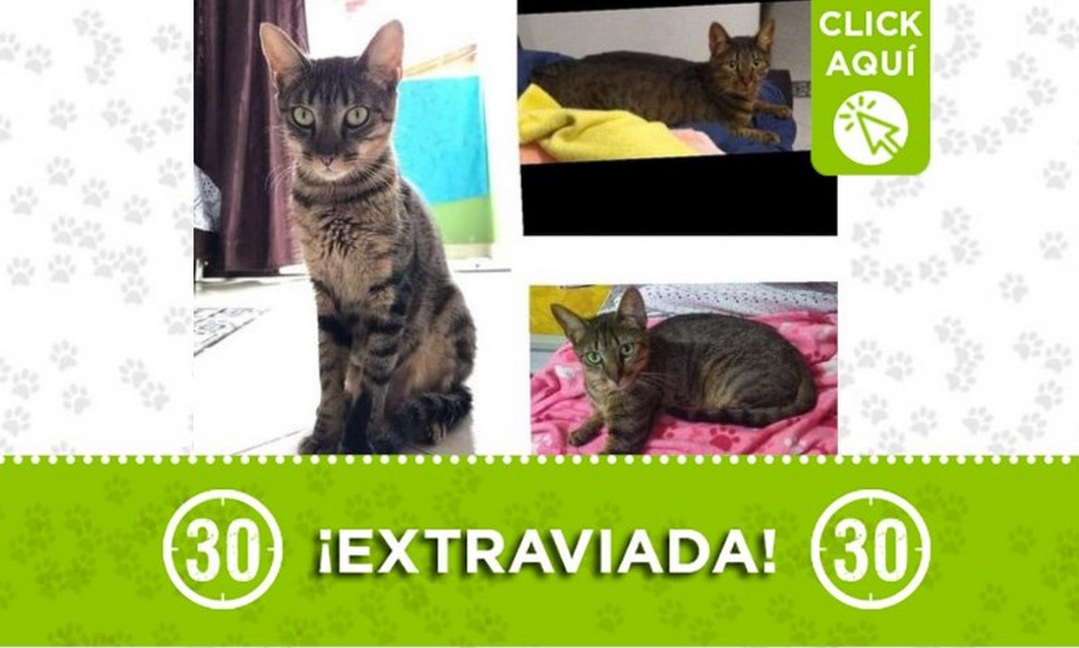 En Caicedo están buscando a esta gatica llamada "Niña" 1 gata caicedo
