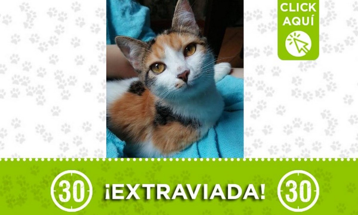 "Miel" se perdió en el barrio Bariloche 1 gata miel itagui