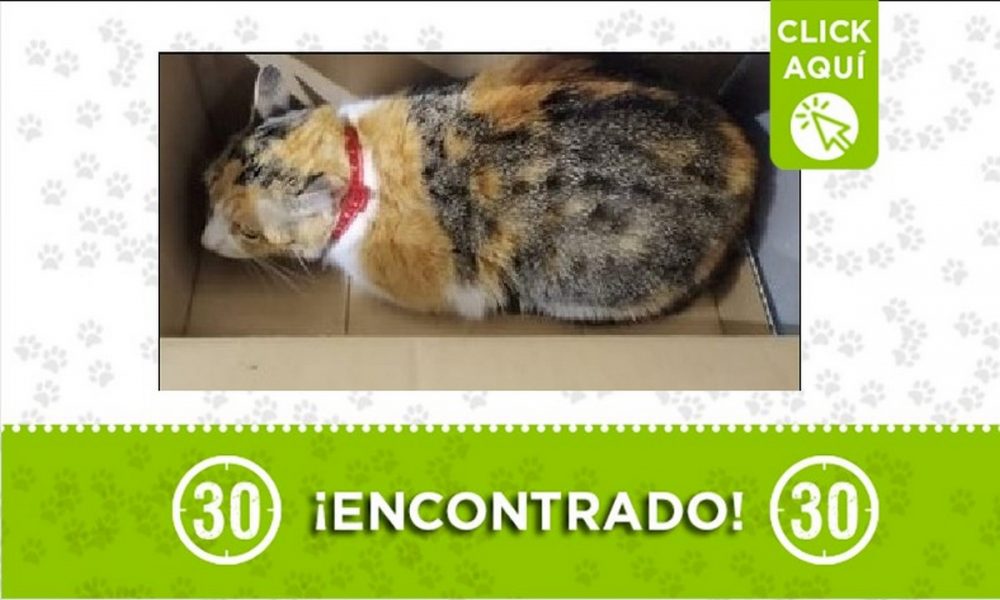 Gatico encontrado