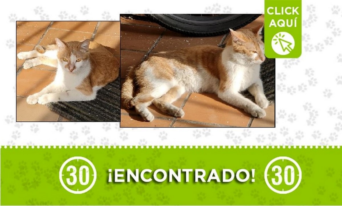 Gatico encontrado en el barrio Las Asturias de Itagüí 1 Gatico encontrado
