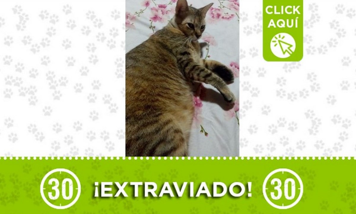 "Hannie" se perdió desde el pasado 9 de abril en Laureles 1 hannie perdido laureles