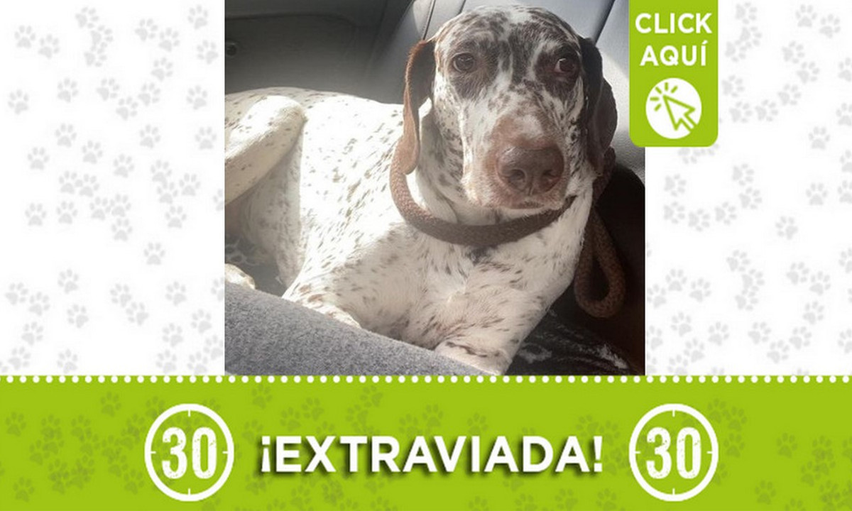 "Lasmi" se extravió en Llanadas ¿La ha visto? 1 "Lasmi" se extravió en Llanadas ¿La ha visto?