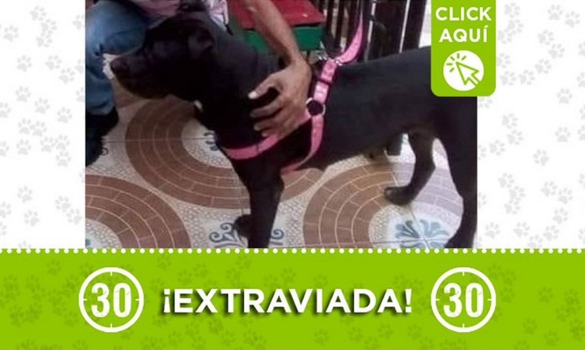 "Lisa" se perdió en el sector 'La Pastora' en Buenos Aires 1 lisa buenos aires