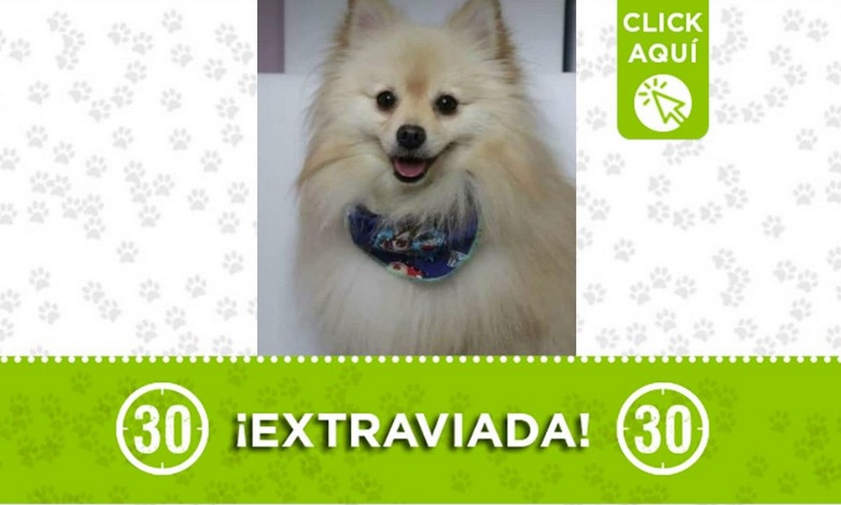 "Lucky" se perdió en Robledo 1 lucky abril robledo
