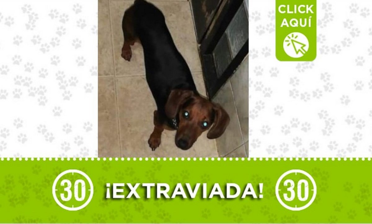 Esta perrita llamada "Lulú" se perdió en Bello 1 lulu bello