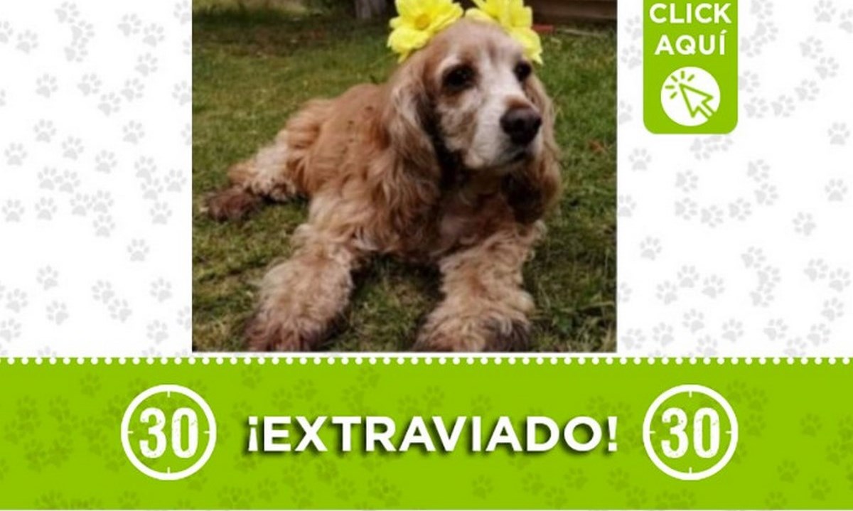"Lulú" se perdió en el municipio de Copacabana, ¿la ha visto? 1 lulu copacabana
