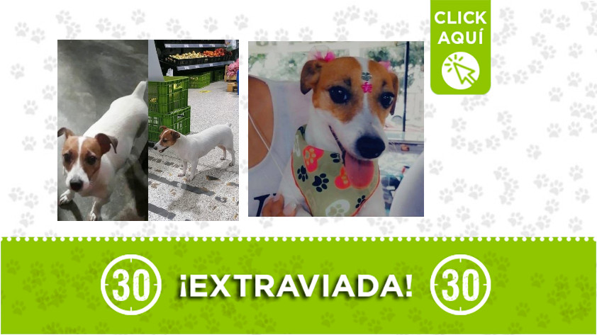 'Luna' se perdió en Bello, en el barrio Obrero. 1 luna-Bello