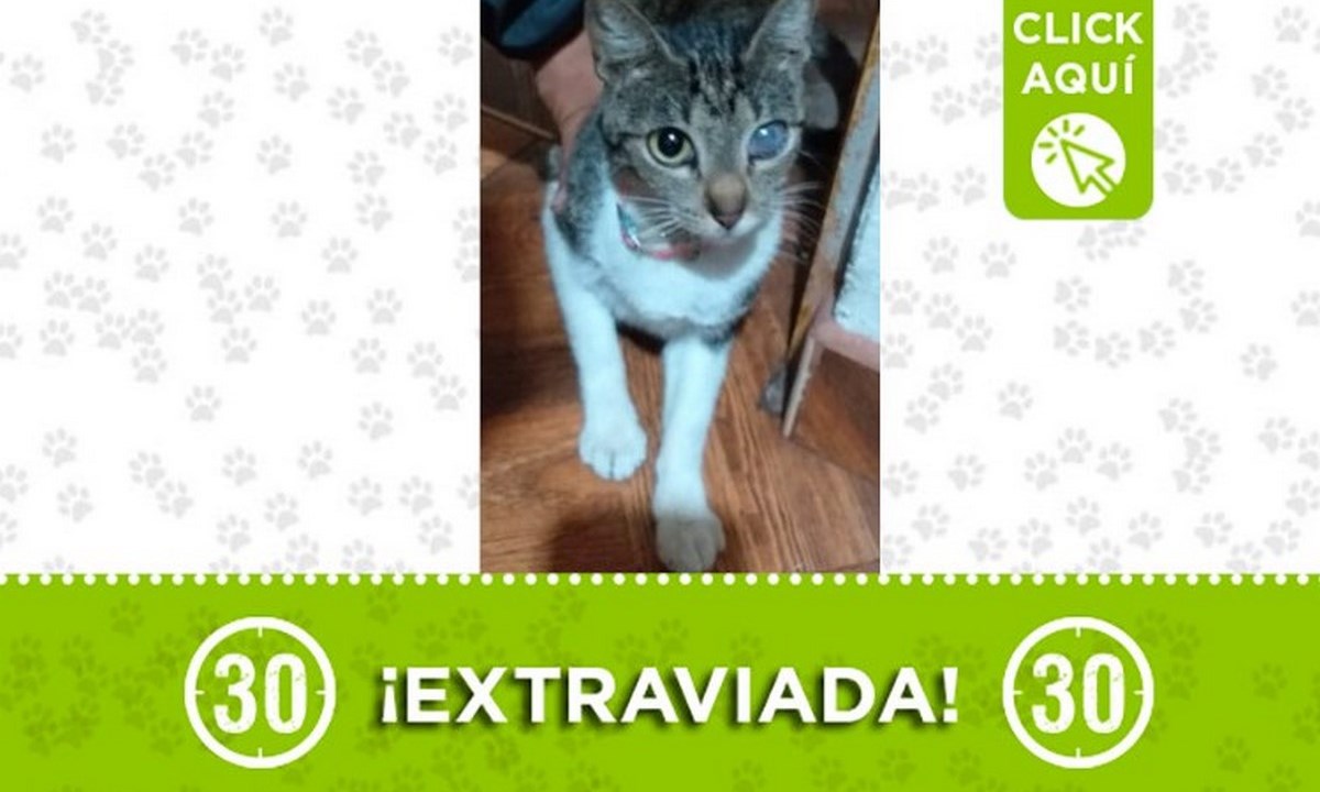 "Luna" se perdió en Manrique Central 1 luna manrique