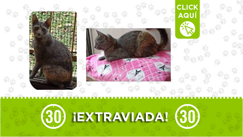 'Michi' se perdió por La Milagrosa ¡Comparte! 1 Michi-La Milagrosa