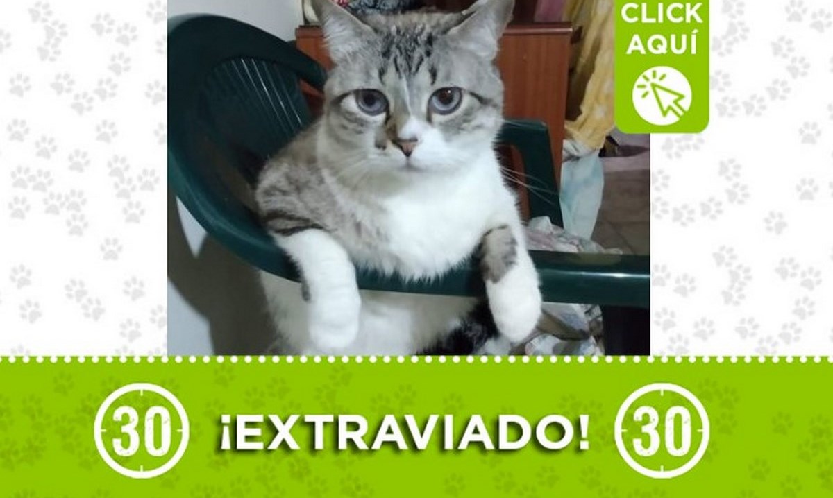 "Muñeco" se perdió en el sector el Tablazo de Itagüí 1 muneco itagui