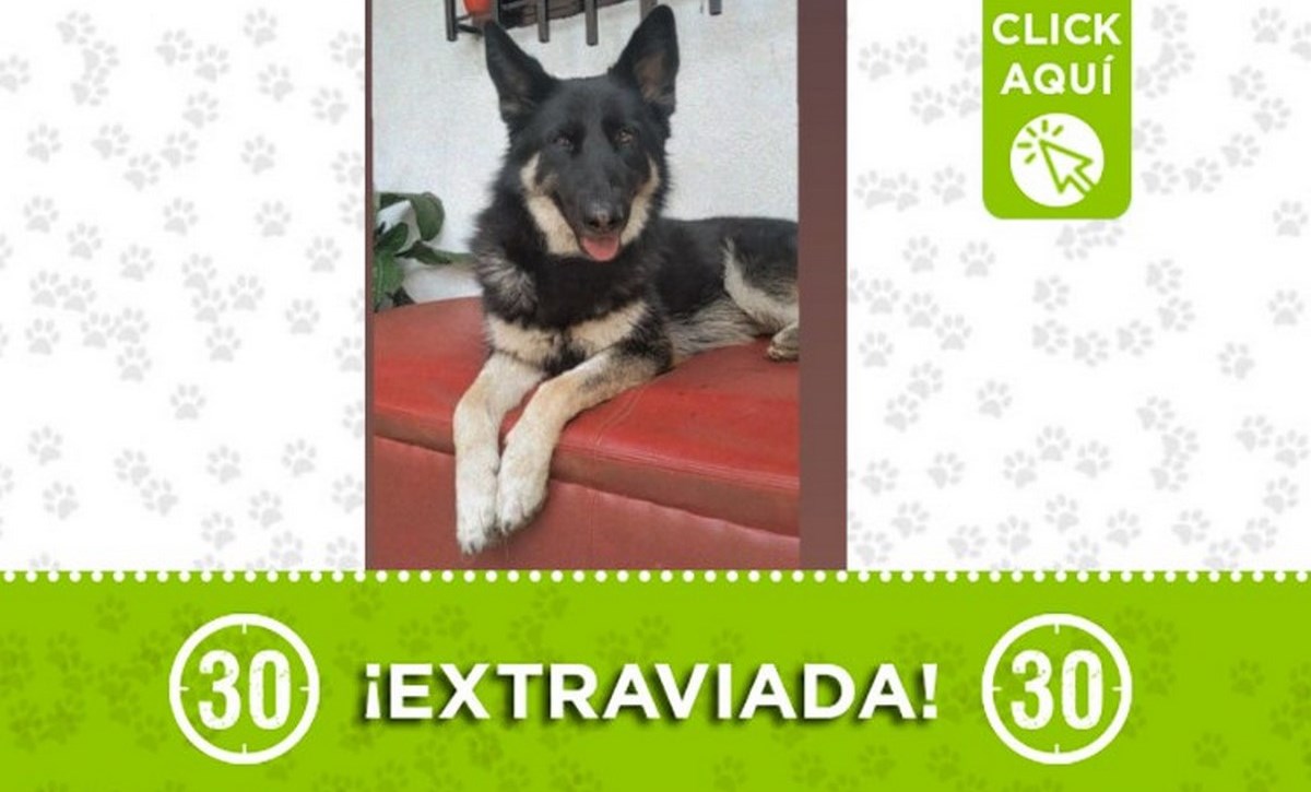 "Nix" se perdió en el barrio La Esperanza 1 nix perdido la esperanza 27 abril