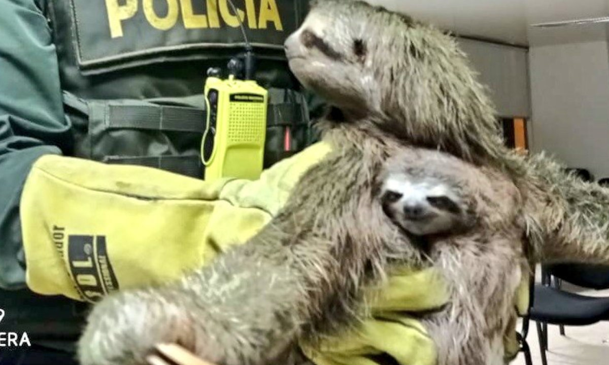 ¡Qué hermosura! La Policía rescató a un oso perezoso y a su cría 1 Quibdó