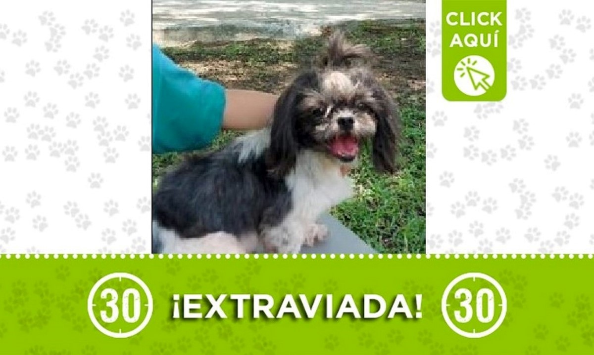 'Pandora' se perdió en La Milagrosa y sus dueños la buscan 1 Pandora perdida
