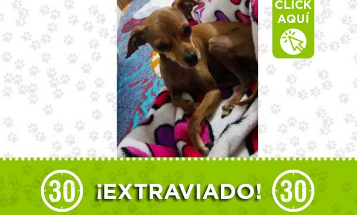 perrita barrio florencia