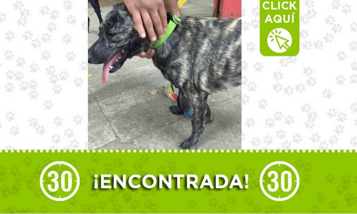 Esta perrita fue encontrada en Bello 1 perrita bello 22 abril