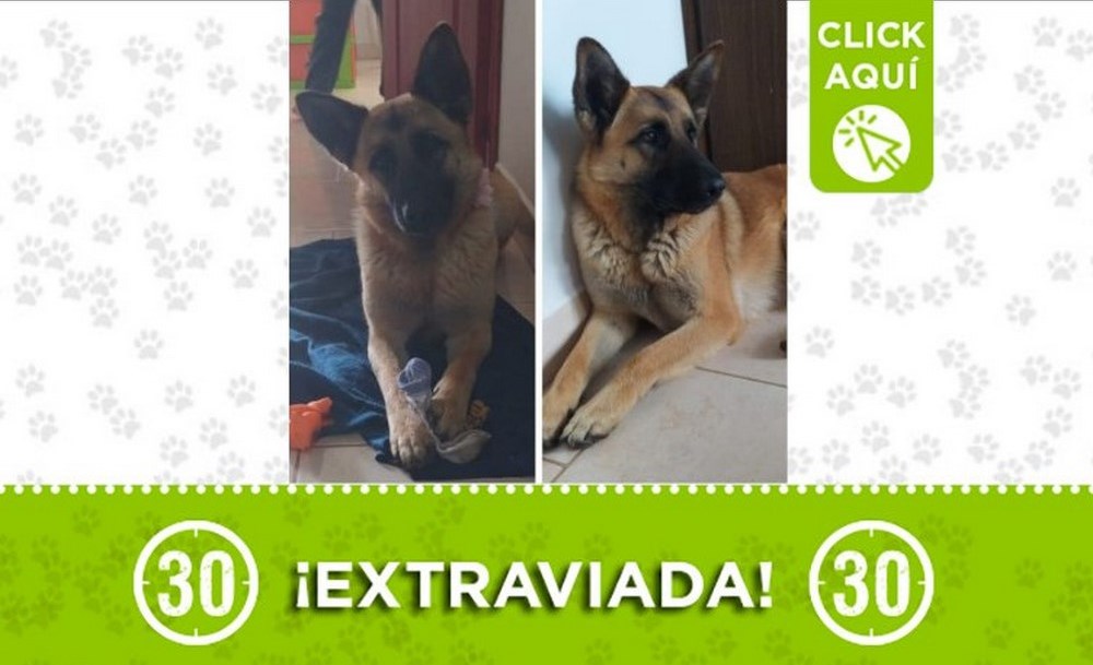 Buscan a los dueños de esta perrita encontrada en San Pedro de los Milagros 1 perrita san pedro