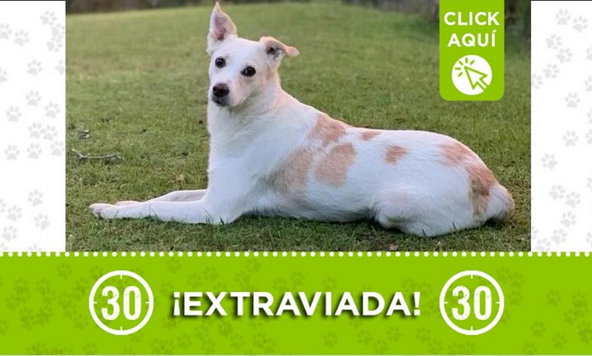 Esta perrita se perdió en Santa Fe de Antioquia 1 perrita santa feAnt