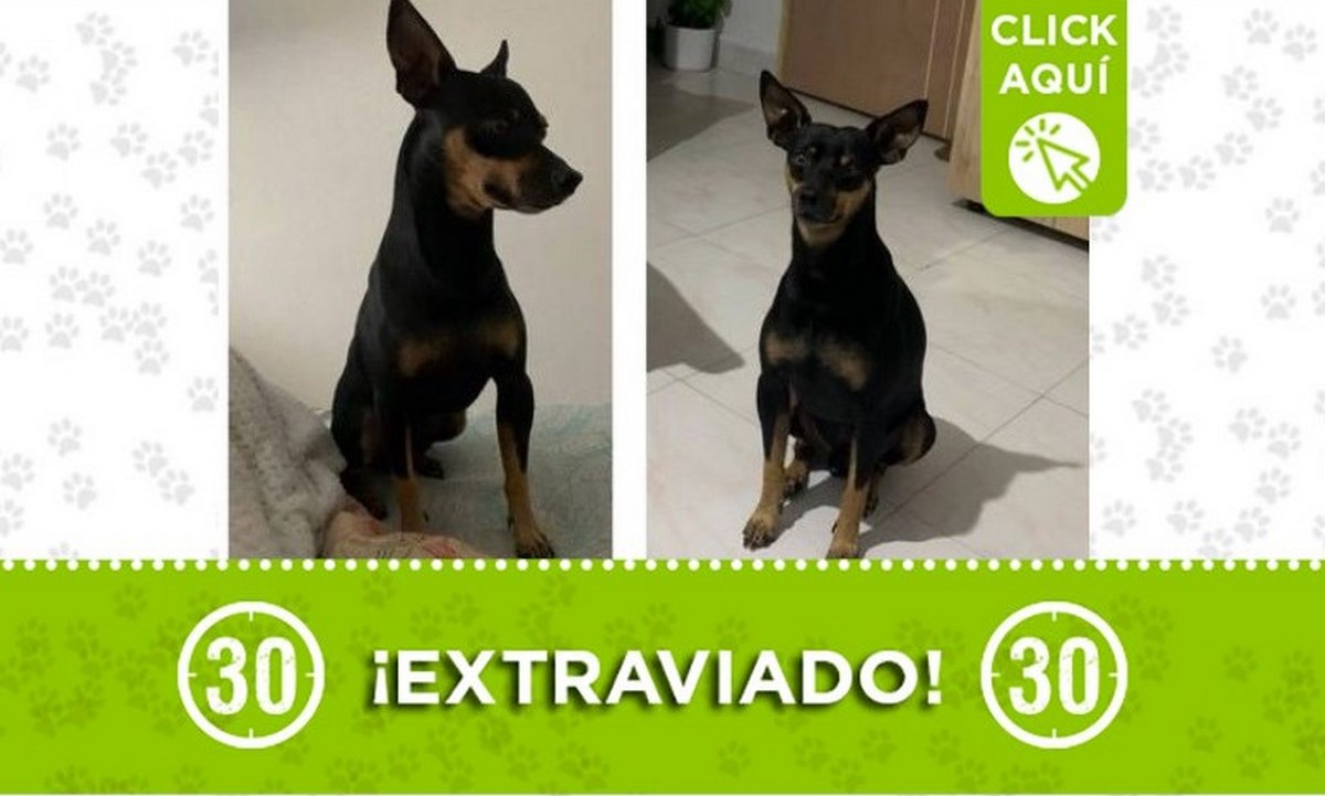"Niño" se perdió en el sector El Salado de Envigado 1 perrito nino