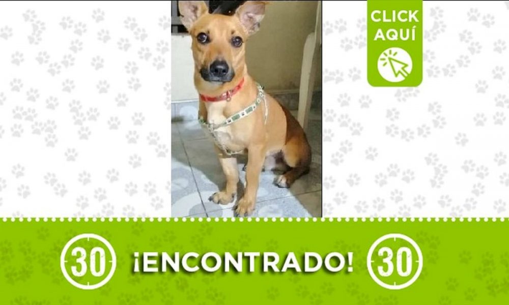 Perrito encontrado