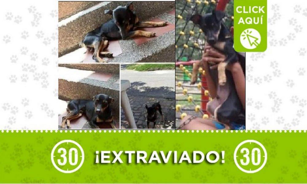 Perrito perdido