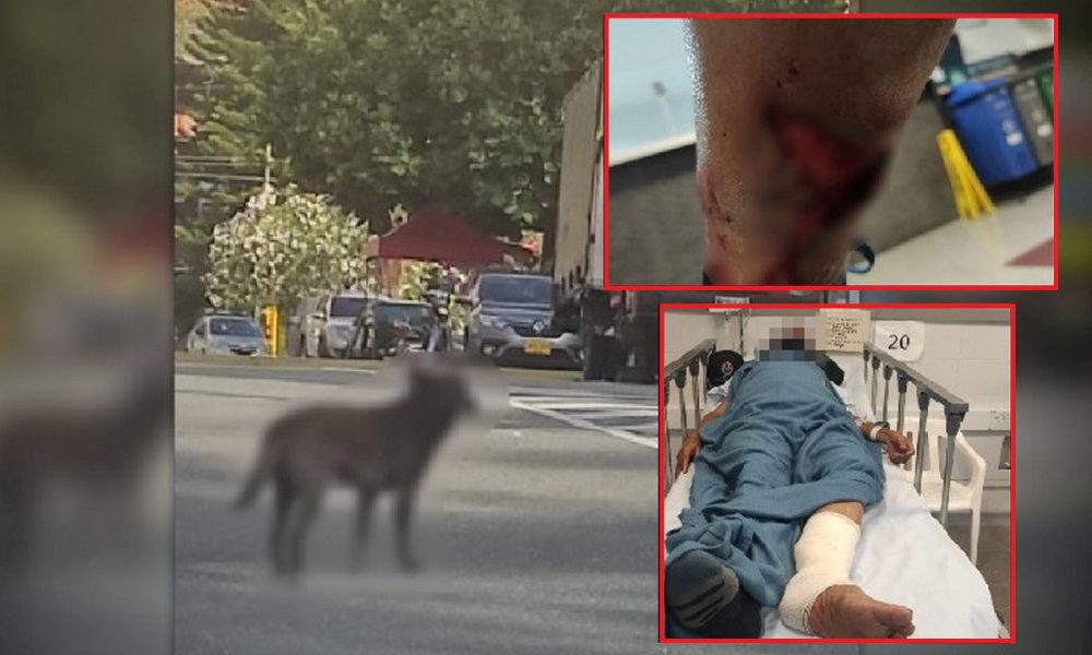 Denuncian que perro habría mordido a varias personas en Bello