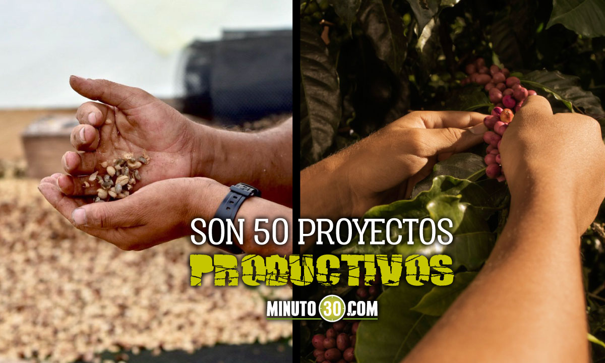 Gobierno invierte casi 3 mil millones en proyectos cafeteros para excombatientes 9 Gobierno invierte casi 3 mil millones en proyectos cafeteros para excombatientes