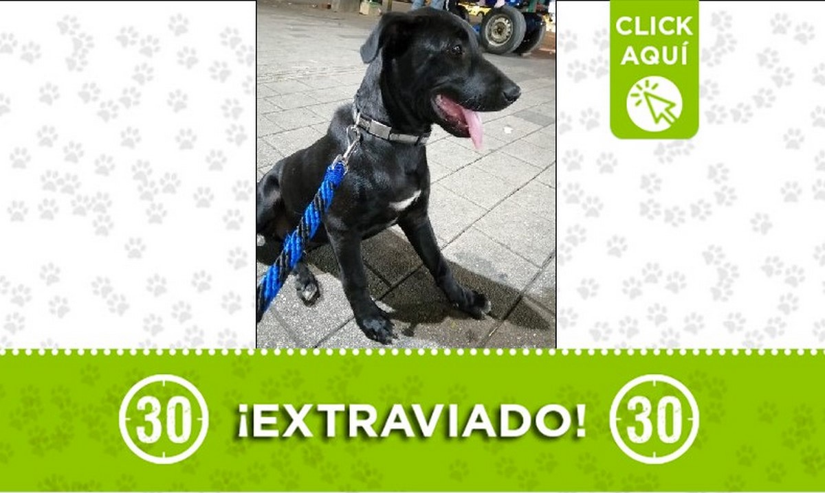 'Roco' se perdió en los alrededores de San Javier, ¿lo ha visto? 1 Roco perdido
