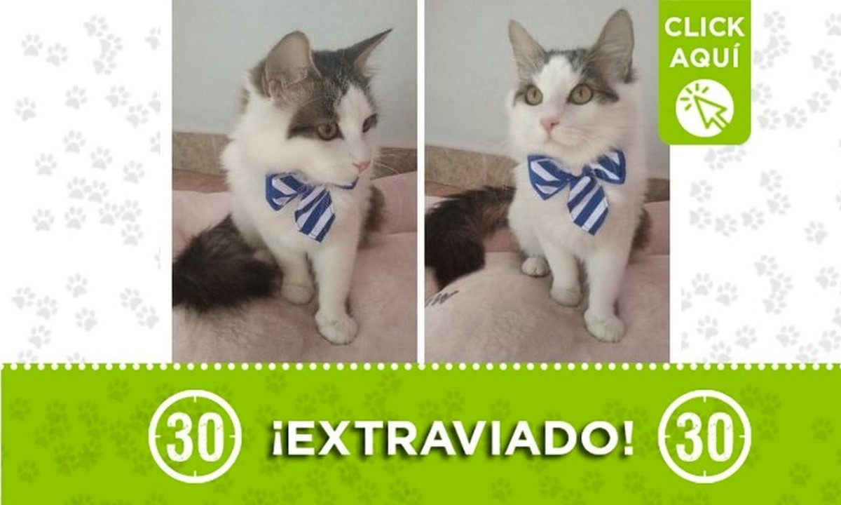 Buscan a 'Teddy', se perdió en el barrio Villa Lía de Itagüí 1 Teddy perdido