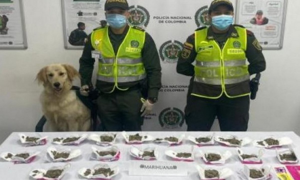 No eran toallas sanitarias, era un cargamento de marihuana 1 toallas marihuana