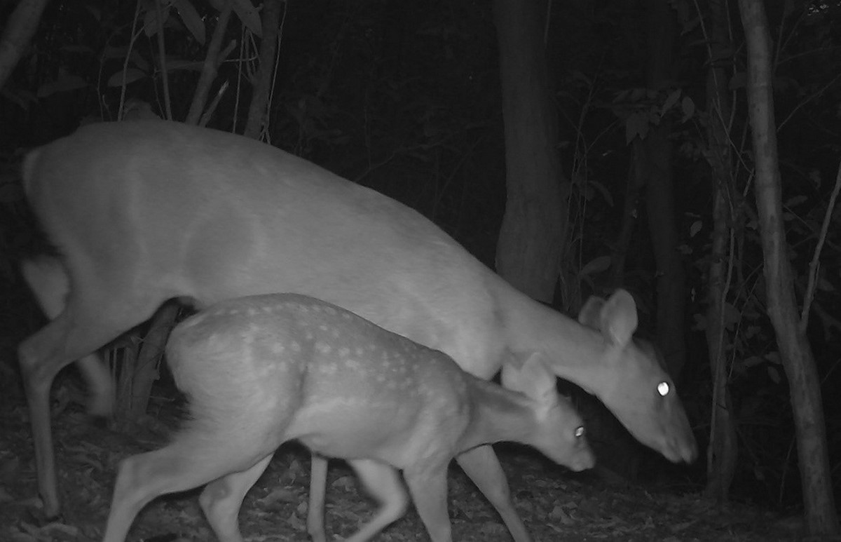 FOTOS: ¡Qué belleza! Imágenes inéditas de mamíferos con sus crías en Parque Natural 5 venado coliblanco 2