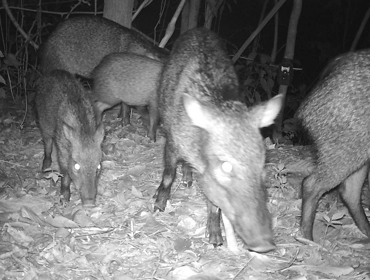 FOTOS: ¡Qué belleza! Imágenes inéditas de mamíferos con sus crías en Parque Natural 6 zaino