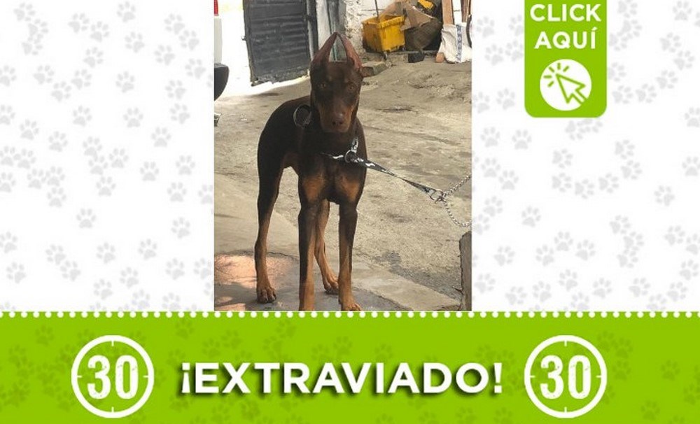 "Zeus" se perdió en Buenos Aires, ¿lo ha visto? 1 zeus buenos aries