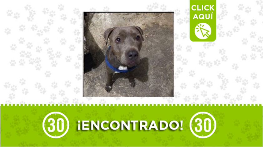Este perrito fue encontrado en Niquía, Quitasol ¿Lo reconoce? 1 Niquía-perrito-encontrado