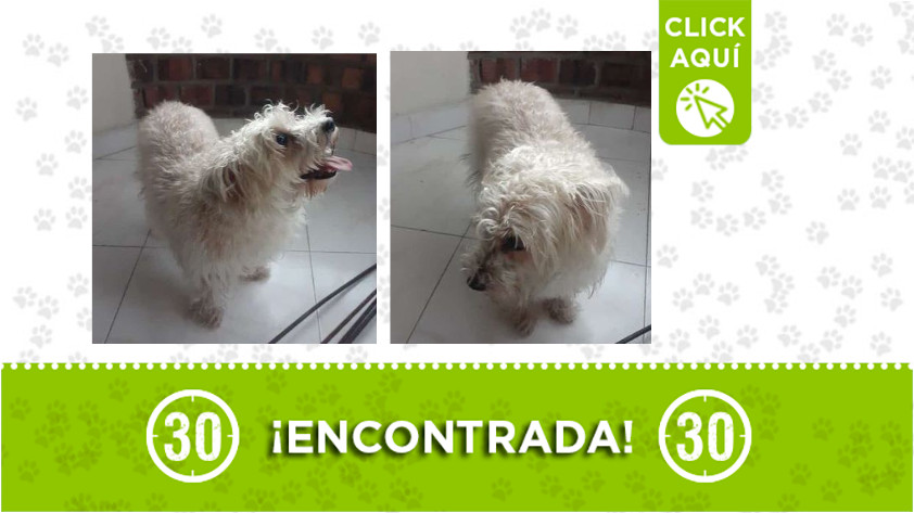 Esta perrita fue encontrada en Cristo Rey 1 Cristo Rey-perrita-encontrada