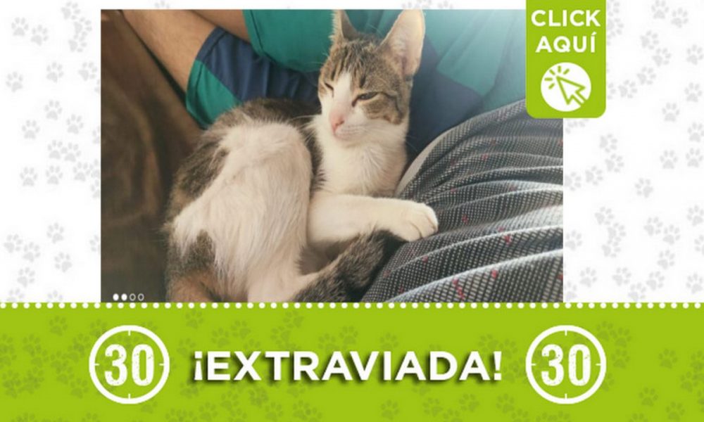 Brishell se extravió desde esta mañana en Manrique ¿La ha visto