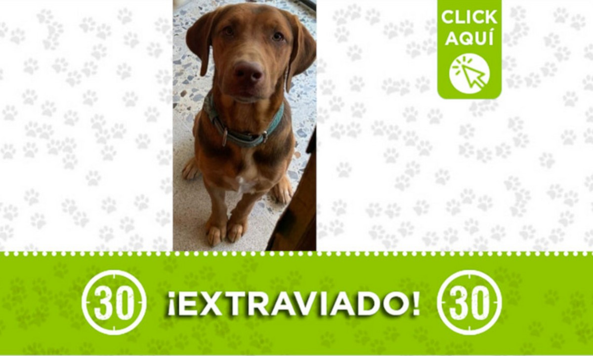 "Caramelo" se extravió en Conquistadores ¡Comparte! 1 "Carmelo" se extravió en Conquistadores ¡Comparte!