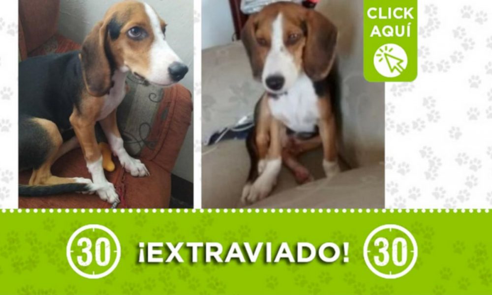 "Coco" se extravió en el barrio Santander ¿Lo ha visto?