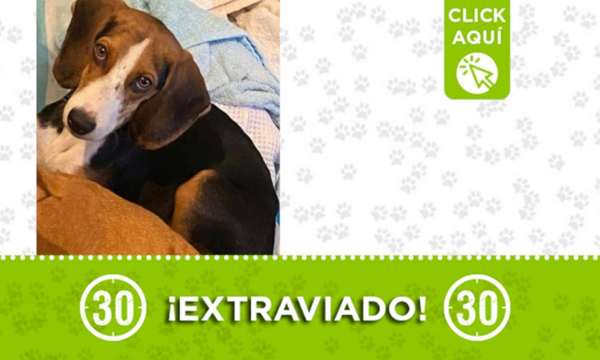 "Coco" se extravió en Castilla ¿Lo ha visto? 1 "Coco" se extravió en Castilla ¿Lo ha visto?