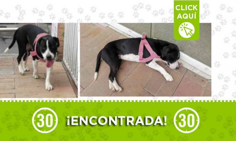 Buscan a la familia de este perrita encontrado en Bello ¿Es suya?