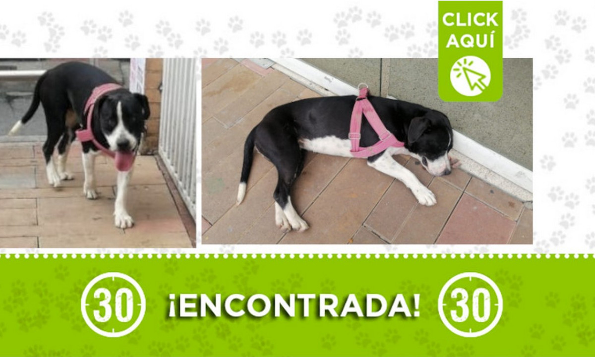 Buscan a la familia de este perrita encontrada en Bello ¿Es suya? 1 Buscan a la familia de este perrita encontrado en Bello ¿Es suya?
