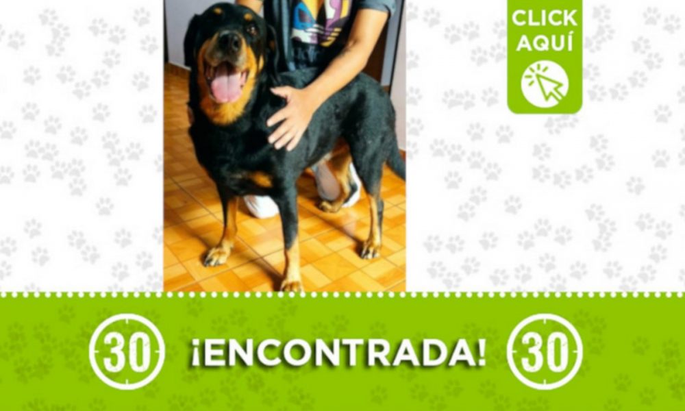 Esta perrita fue encontrada desorientada en la Autopista Sur ¿La reconoce?