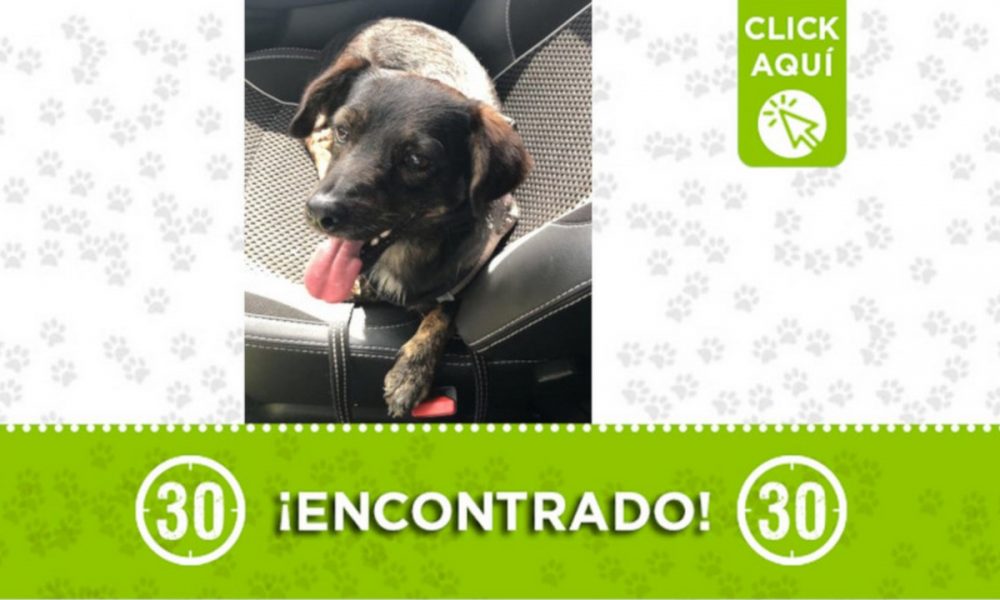 Este perrito fue encontrado, no tiene collar ¿Lo reconoce?