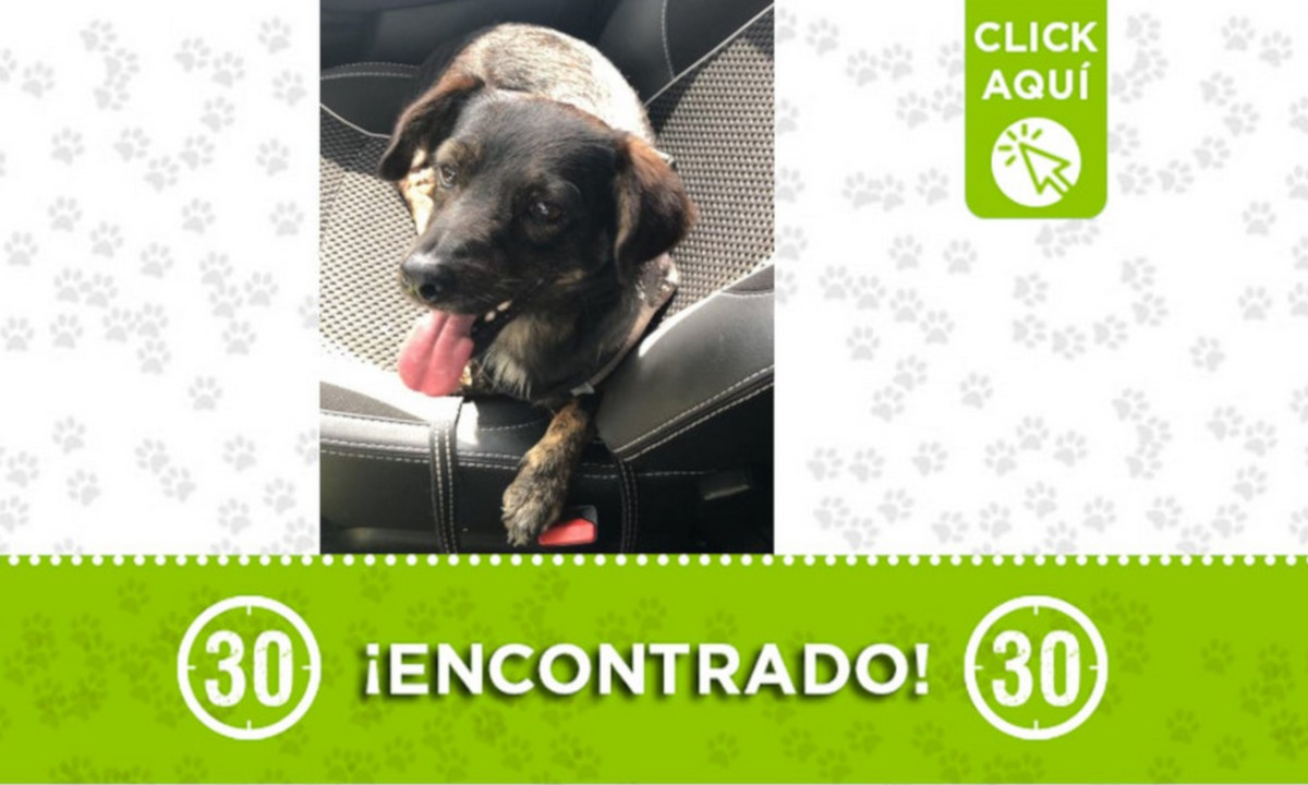 Este perrito fue encontrado, no tiene collar ¿Lo reconoce? 1 Este perrito fue encontrado, no tiene collar ¿Lo reconoce?
