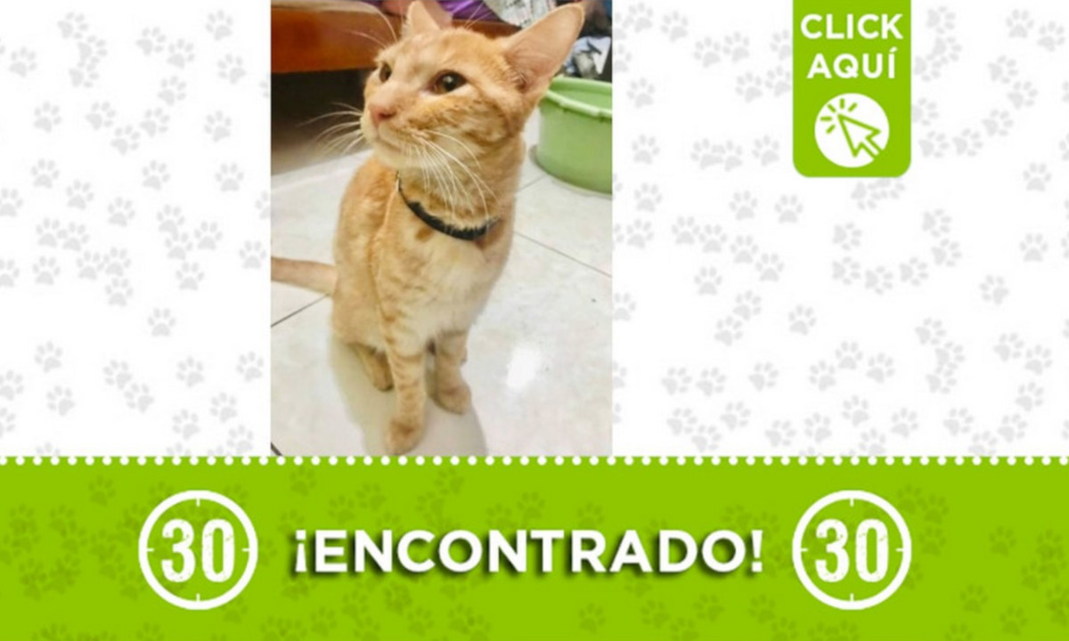 Este gatico fue encontrado en Envigado ¿Es suyo? 1 Este gatico fue encontrado en Envigado ¿Es suyo?