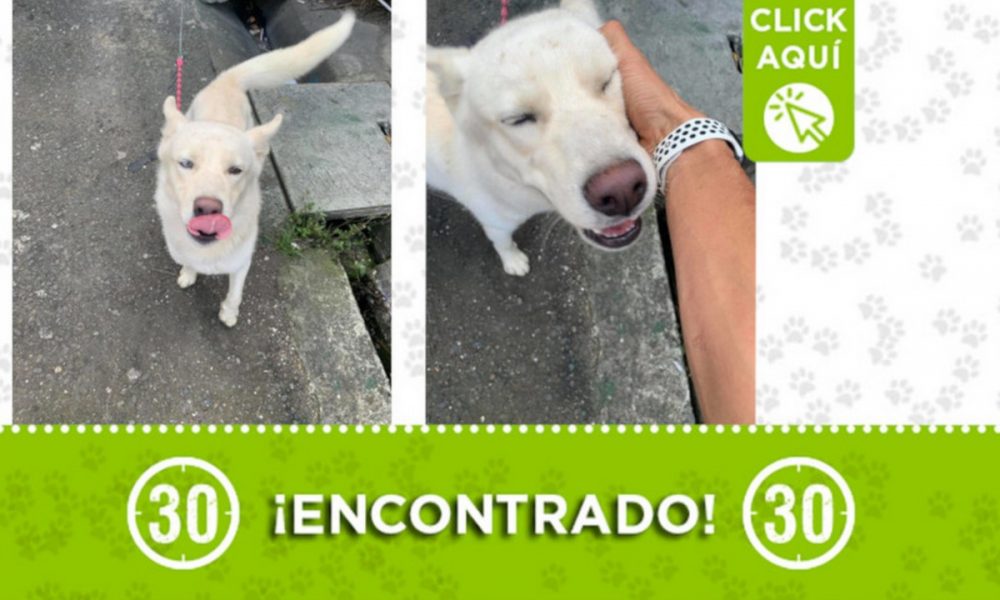 Buscan a la familia de este perrito encontrado en Loreto