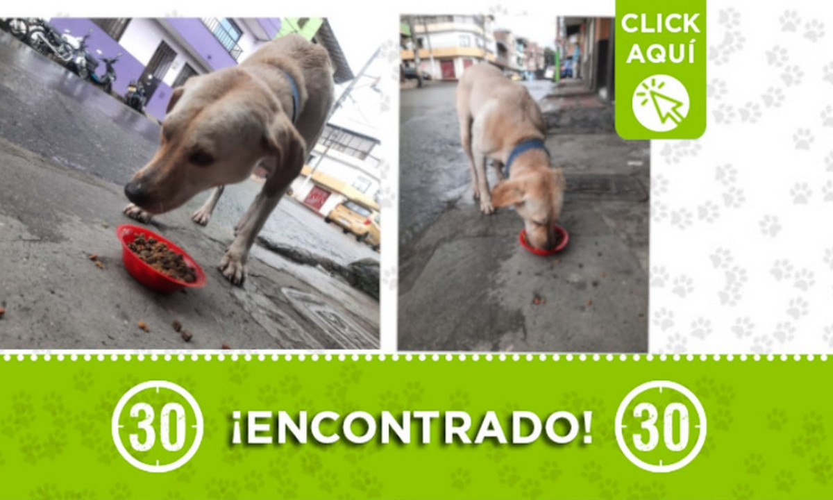 Este perrito fue encontrado en Itagüí ¿Es suyo? 1 Este perrito fue encontrado en Itagüí ¿Es suyo?