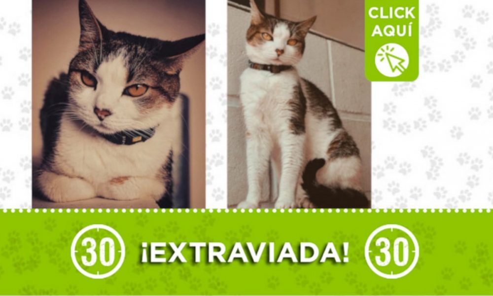 'Goran' se extravió en el barrio Quintas de San Javier