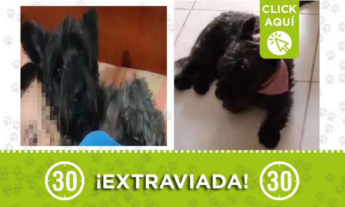 "Fina" se perdió en Trinidad ¿La ha visto? 1 "Fina" se perdió en Trinidad ¿La ha visto?