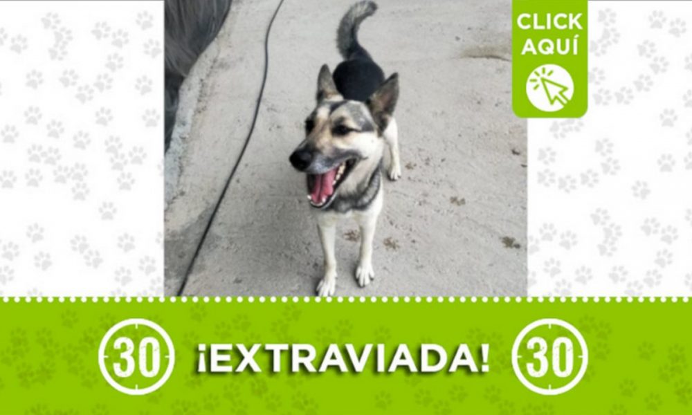 "Julieta" se extravió en Sabaneta ¿La ha visto?