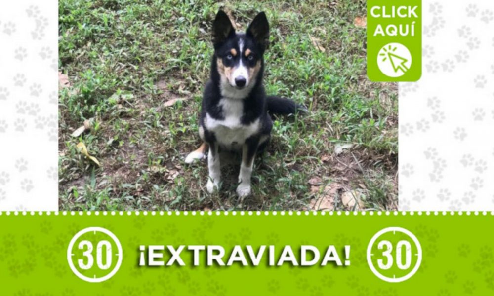 "Kira" se perdió en Andalucía ¿La ha visto?